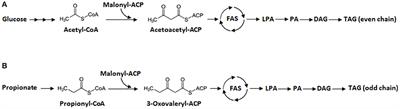 De novo Biosynthesis of Odd-Chain Fatty Acids in Yarrowia lipolytica Enabled by Modular Pathway Engineering